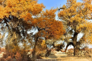 学习传奇SF技术的三大变现路径：低门槛高回报的副业与创业选择